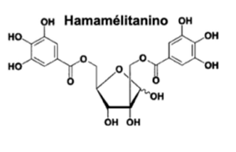 <p>Folhas: hidrolisaveis e condensados - hamamélitaninos, flavanas, proantocianidinas, poligalhoilglucose.</p><p>Uso:afeções dermatológicas, insuf venosa, sintomatologia hemorroidária, irritação ocular.</p>