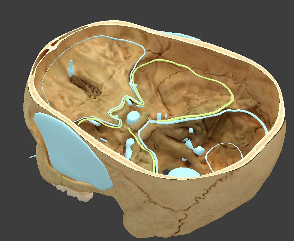 <p>where temporal lobe is located</p>
