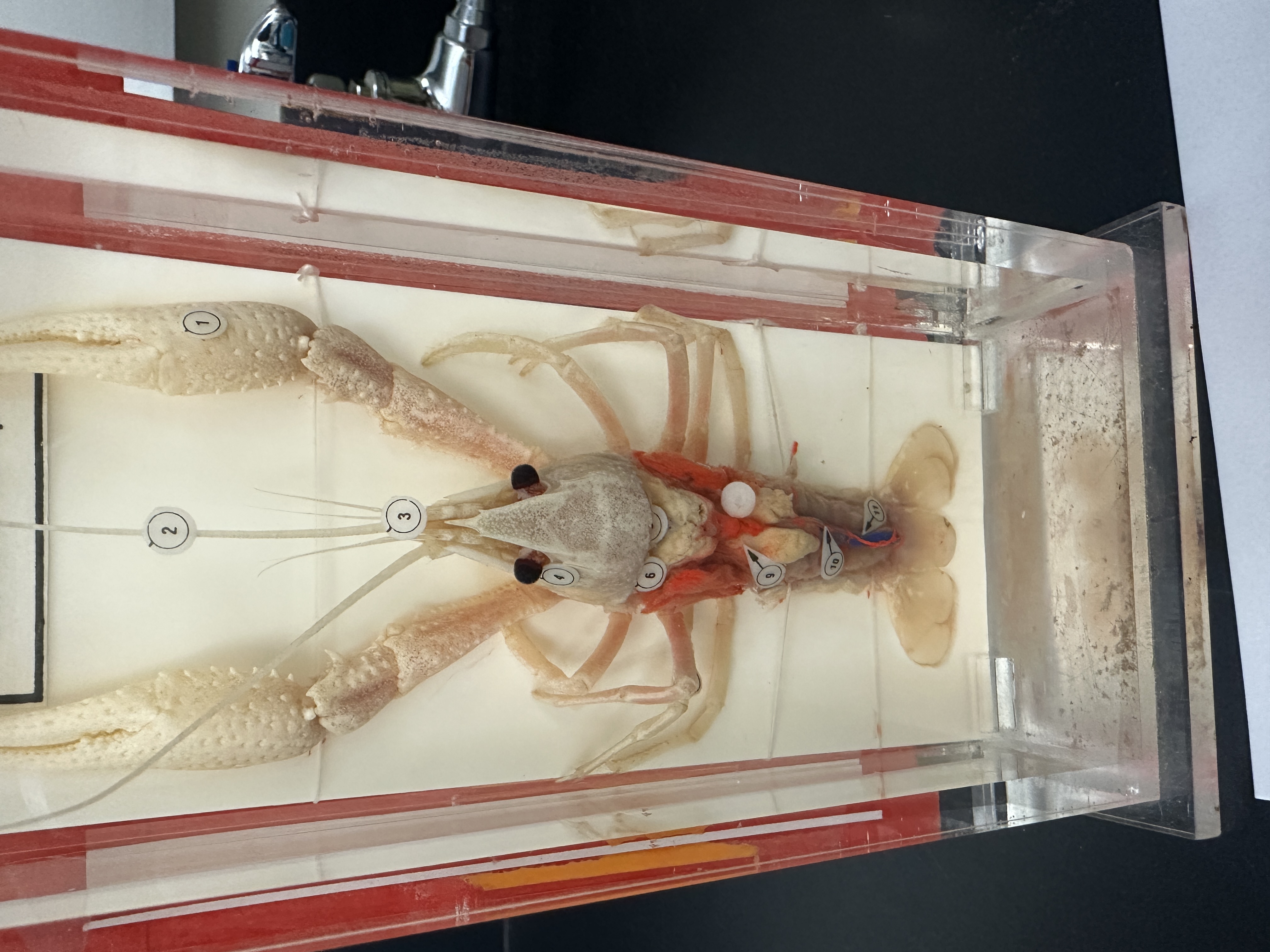 <p>Identify (Grouping(s), Phylum, Subphylum)</p>