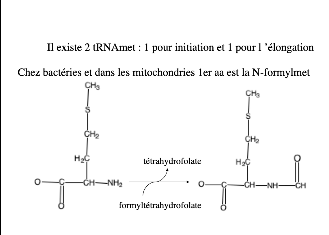 <p><span data-name="red_circle" data-type="emoji">🔴</span> Réponses <strong>4. Comment fonctionne une aminoacyl-tRNA synthétase ?</strong> </p><p><strong>Quoi :</strong><br>Enzyme spécifique qui associe <strong>le bon acide aminé au bon ARNt</strong>.</p><p> </p><p><strong>Spécificité :</strong></p><p> </p><ul><li><p><span data-name="red_circle" data-type="emoji">🔴</span> 1 synthétase / acide aminé</p></li><li><p>Reconnaît :</p><ul><li><p>chaîne latérale de l’aa</p></li><li><p>anticodon + structure de l’ARNt</p></li></ul></li></ul><p> </p><p><strong>Pourquoi :</strong><br>→ Garantit la <strong>fidélité du code génétique</strong></p><p> </p><div data-type="horizontalRule"><hr></div><p> <strong>5. Comment se fait la charge d’un ARNt ? (3 étapes)</strong> </p><div data-type="horizontalRule"><hr></div><p> <span data-name="red_circle" data-type="emoji">🔴</span> <strong>Étape 1 : activation de l’acide aminé</strong> </p><ul><li><p>Acide aminé + ATP → <strong>aminoacyl-AMP</strong></p></li><li><p>Libération PPi</p></li><li><p>Mg²⁺ indispensable</p></li></ul><p> </p><div data-type="horizontalRule"><hr></div><p> <span data-name="red_circle" data-type="emoji">🔴</span> <strong>Étape 2 : transfert sur l’ARNt</strong> </p><ul><li><p>L’aa est transféré sur le <strong>OH en 3’</strong> de l’ARNt</p></li><li><p>Formation d’une <strong>liaison ester à haute énergie</strong></p></li></ul><p> </p><div data-type="horizontalRule"><hr></div><p> <span data-name="red_circle" data-type="emoji">🔴</span> <strong>Étape 3 : ARNt chargé</strong> </p><ul><li><p>Produit final : <strong>aminoacyl-tRNA</strong></p></li><li><p>Directement utilisable par le ribosome</p></li></ul><p> </p><div data-type="horizontalRule"><hr></div><p> </p><p><span data-name="green_circle" data-type="emoji">🟢</span> <strong>Cas particulier (image) :</strong></p><p> </p><ul><li><p>Deux ARNtMet :</p><ul><li><p><span data-name="red_circle" data-type="emoji">🔴</span> initiateur</p></li><li><p><span data-name="green_circle" data-type="emoji">🟢</span> élongateur</p></li></ul></li><li><p>Chez bactéries (et mitochondries) :</p><ul><li><p>premier aa = <strong>N-formyl-méthionine (fMet)</strong></p></li><li><p>formylation via <strong>formyl-tétrahydrofolate</strong></p></li></ul></li></ul><img src="https://knowt-user-attachments.s3.amazonaws.com/e87b9321-2b76-4eb0-b9ff-6a6b435ab074.png" data-width="100%" data-align="center"><img src="https://knowt-user-attachments.s3.amazonaws.com/57b62ea6-f40e-46a6-b46d-e20d9520ec6a.png" data-width="100%" data-align="center"><img src="https://knowt-user-attachments.s3.amazonaws.com/818836e8-d334-4359-b3d8-05d71477cd3b.png" data-width="100%" data-align="center"><p></p>