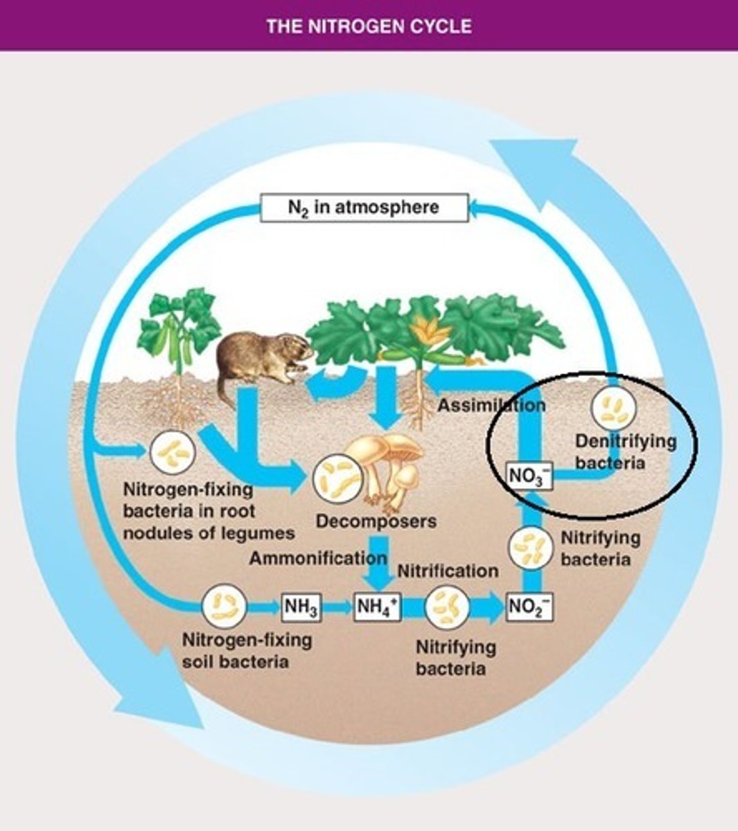 <p>The conversion of nitrates (NO3-) in a series of steps into the gases nitrous oxide (N2O) and, eventually, nitrogen gas (N2), which is emitted into the atmosphere</p>