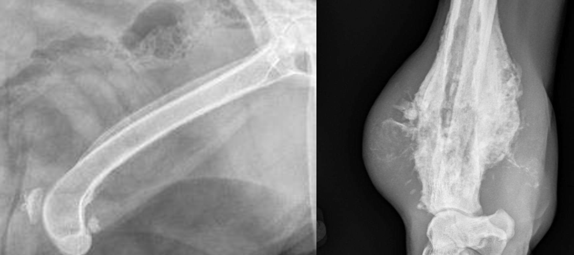 <p>Which is more aggressive?</p>