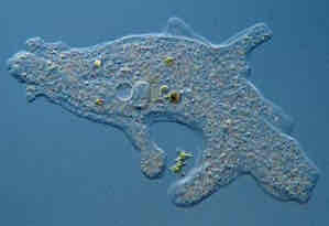 <p>Prolungamenti citoplasmatici corti e tozzi</p>