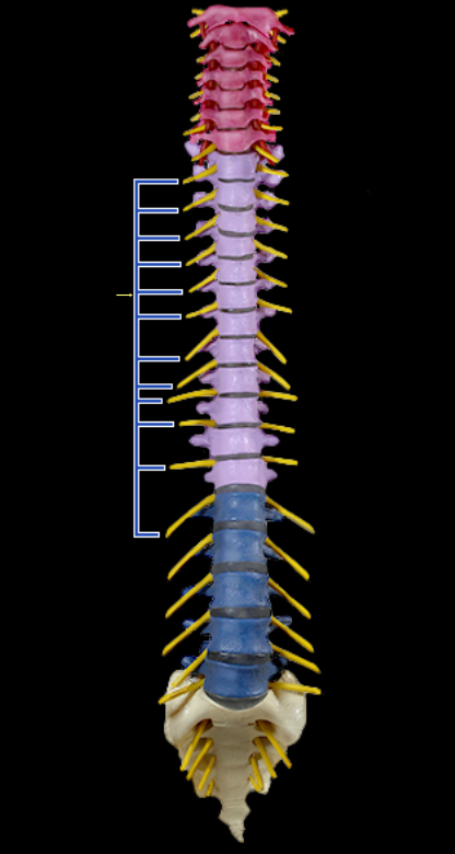 <p>Ventral rami of thoracic spinal nn.</p>