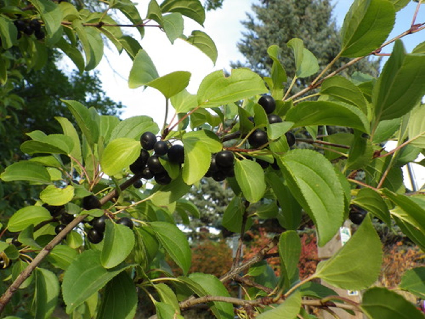 <p>Rhamnaceae Rhamnus cathartica</p>