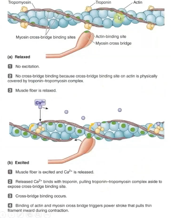 <p>Ca2+ binds to troponin → tropomyosin moves away from its blocking position → actin/myosin allow crossbridge to pull thin filament towards center</p>