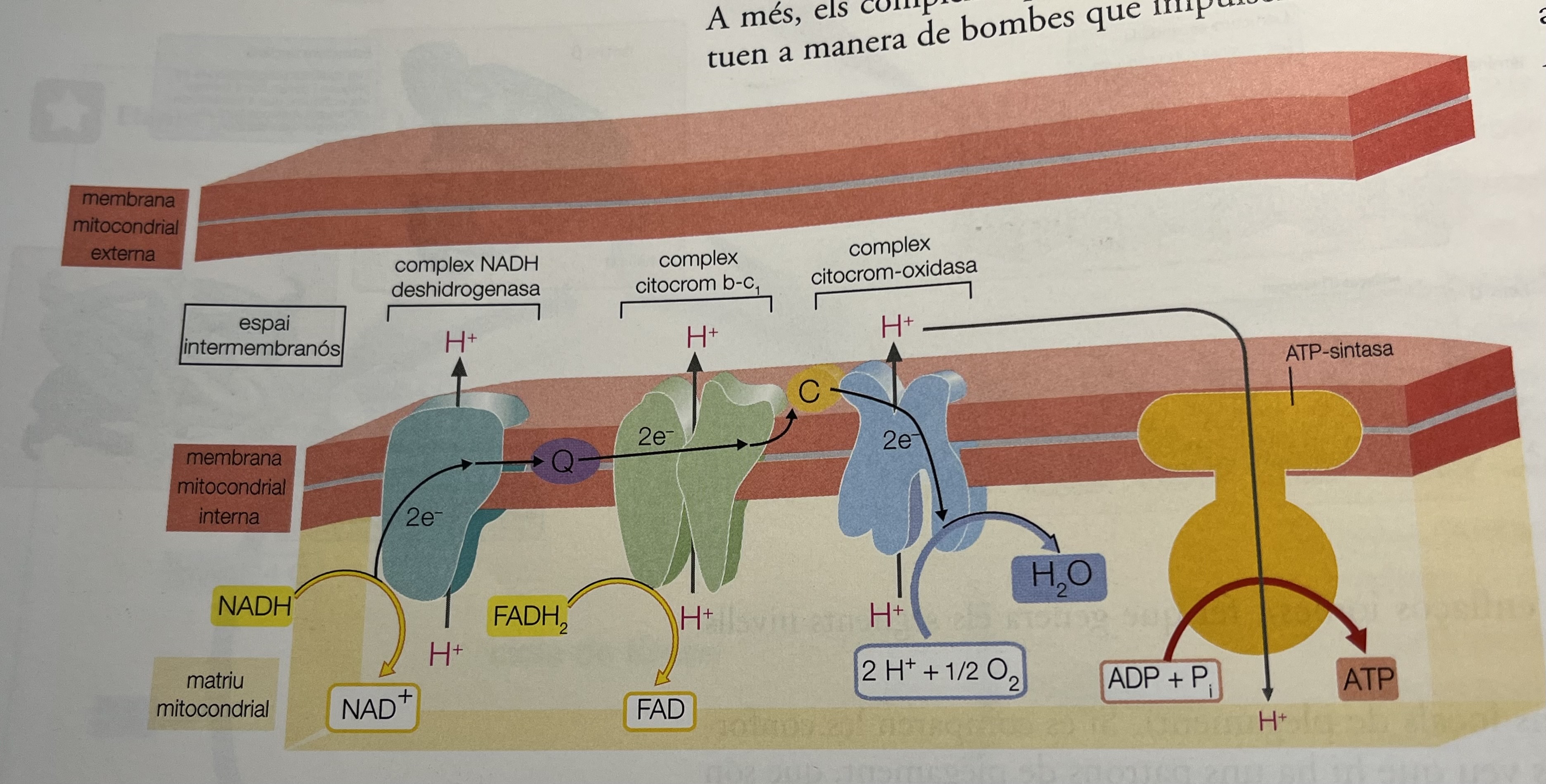 <p>Localització: membrana interna mitocondrial</p><ul><li><p>4 complexos proteics de membrana:</p></li></ul><p>(Complex 1,2,3 són bombes de protons que <strong>gràcies al poder reductor del NADH i el FADH2</strong> bombardegen H+ a l’espai intermembranós.)</p><p>— <strong>Complex 1:</strong> <span style="color: rgb(60, 150, 18)"><strong>NADH → NAD+</strong></span></p><p>— <strong>Complex 2:</strong> <span style="color: rgb(60, 150, 18)"><strong>FADH2 → FAD </strong></span><span style="color: rgb(0, 0, 0)">(S'utilitzen al cicle de krebs)</span></p><p>— <strong>Complex 3:</strong> <span style="color: rgb(60, 150, 18)"><strong>H+ + 1/2O2 →H₂O</strong></span></p><p>— Complex 4 → <strong>ATP sintasa:</strong> fa passar protons des de <u>l’espai intermembranós</u> a la <u>matriu mitocondrial</u>. Com ho fa a <u>favor de gradient </u>(passa protons d’on hi ha més a on n’hi ha menys) es genera <strong>energia potencial </strong>que li permet per produir ATP (fosforilació oxidativa).</p><p><span style="color: rgb(60, 150, 18)"><strong>ADP + P → ATP</strong></span></p><p></p>