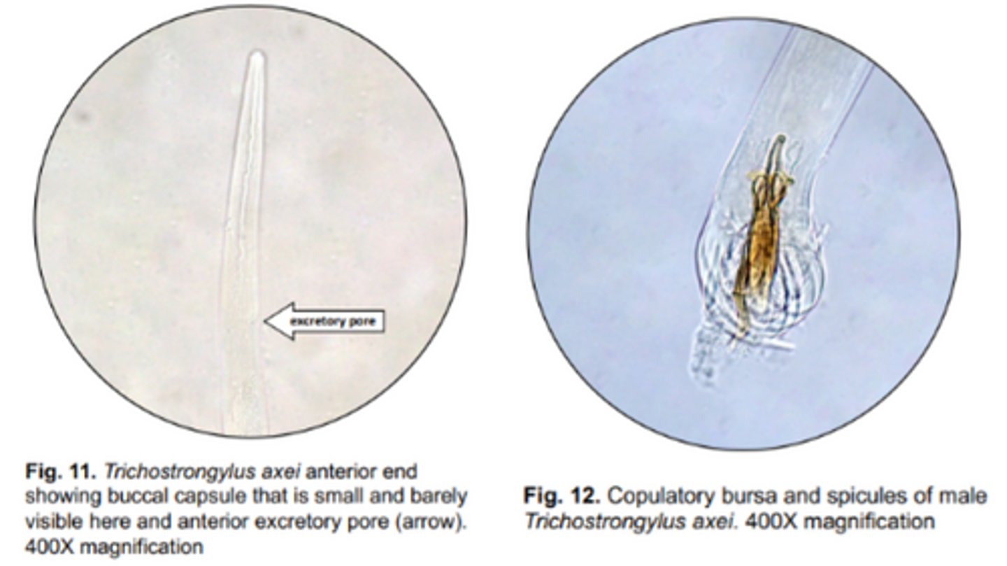 <p>Trichostrongylus Species:</p><p>-T. _____ = major species found in the SI of small ruminants</p><p>-T. ____ = infects abomasum of cattle & stomach of horses</p>