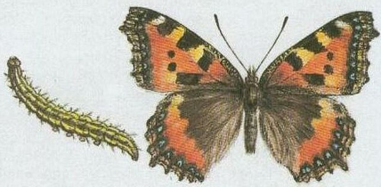 term image
