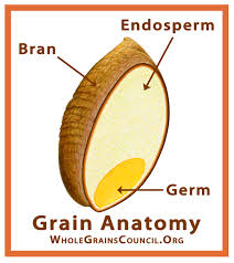 <p><strong>Bran</strong> - the dark outer coating of the wheat kernel and contains large amounts of insoluble fiber<br><strong>Endosperm</strong> - contains the largest about of protein and starch; white flour is produced from the endosperm<br><strong>Germ</strong> - the embryo of the wheat kernel </p>