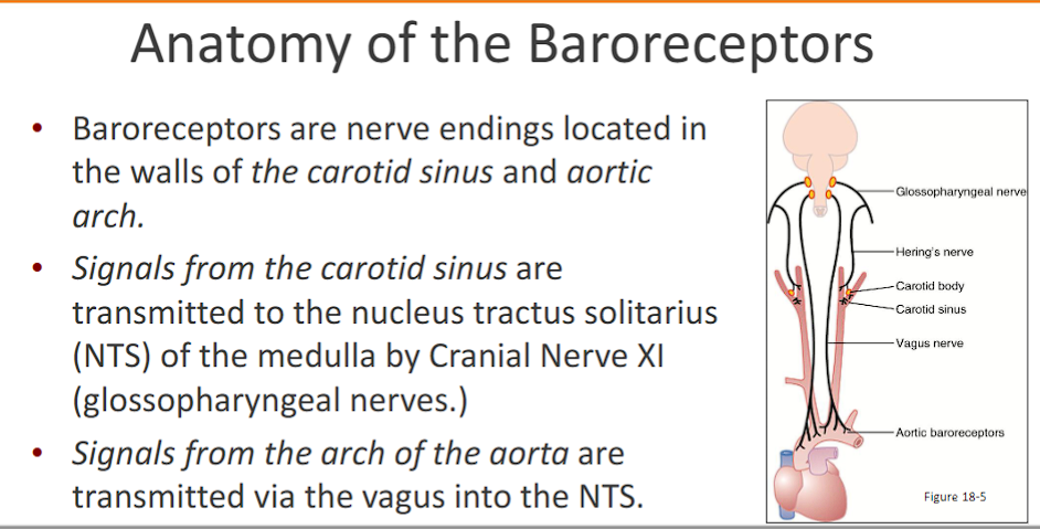 <p>Baroreceptors are nerve endings located in the <strong>walls of the carotid sinus </strong>and <strong>aortic arch</strong></p><p>Signals from the<strong> carotid sinus</strong> are transmitted to the nucleus tractus solitarius (NTS) of the medulla by <strong>Cranial Nerve XI (glossopharyngeal nerves.)&nbsp;</strong>“tonge throat nerve”</p><p>Signals from the <strong>arch of the aorta</strong> are transmitted via the <strong>vagus </strong>into the<strong> NTS</strong> (<strong><span>Nucleus of the Tractus Solitarius)</span></strong></p>