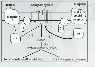 <ul><li><p><strong><span style="font-family: Arial, sans-serif">Opioid receptors are GPCR, and couple to GCPRi</span></strong></p></li><li><p><strong><span style="font-family: Arial, sans-serif">Once receptor bound to morphine, disassociates&nbsp; receptor, activates potassium and inhibit calcium</span></strong></p></li><li><p><strong><span style="font-family: Arial, sans-serif">GCPR connected to Galphas and increase downstream through PKA.</span></strong></p></li><li><p><strong><span style="font-family: Arial, sans-serif">Galpha i inhibit AC and decrease downstream</span></strong></p></li></ul>