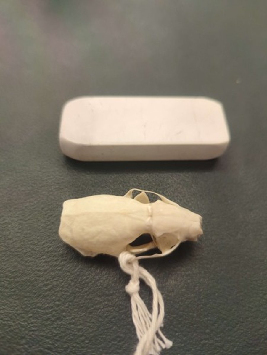 <p>What animal is this? Answer with "Skull" after animal name.</p>