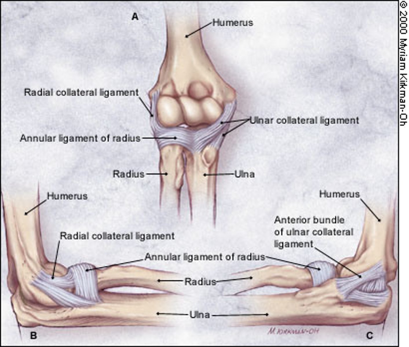 <p>The ligaments of the elbow joint</p>