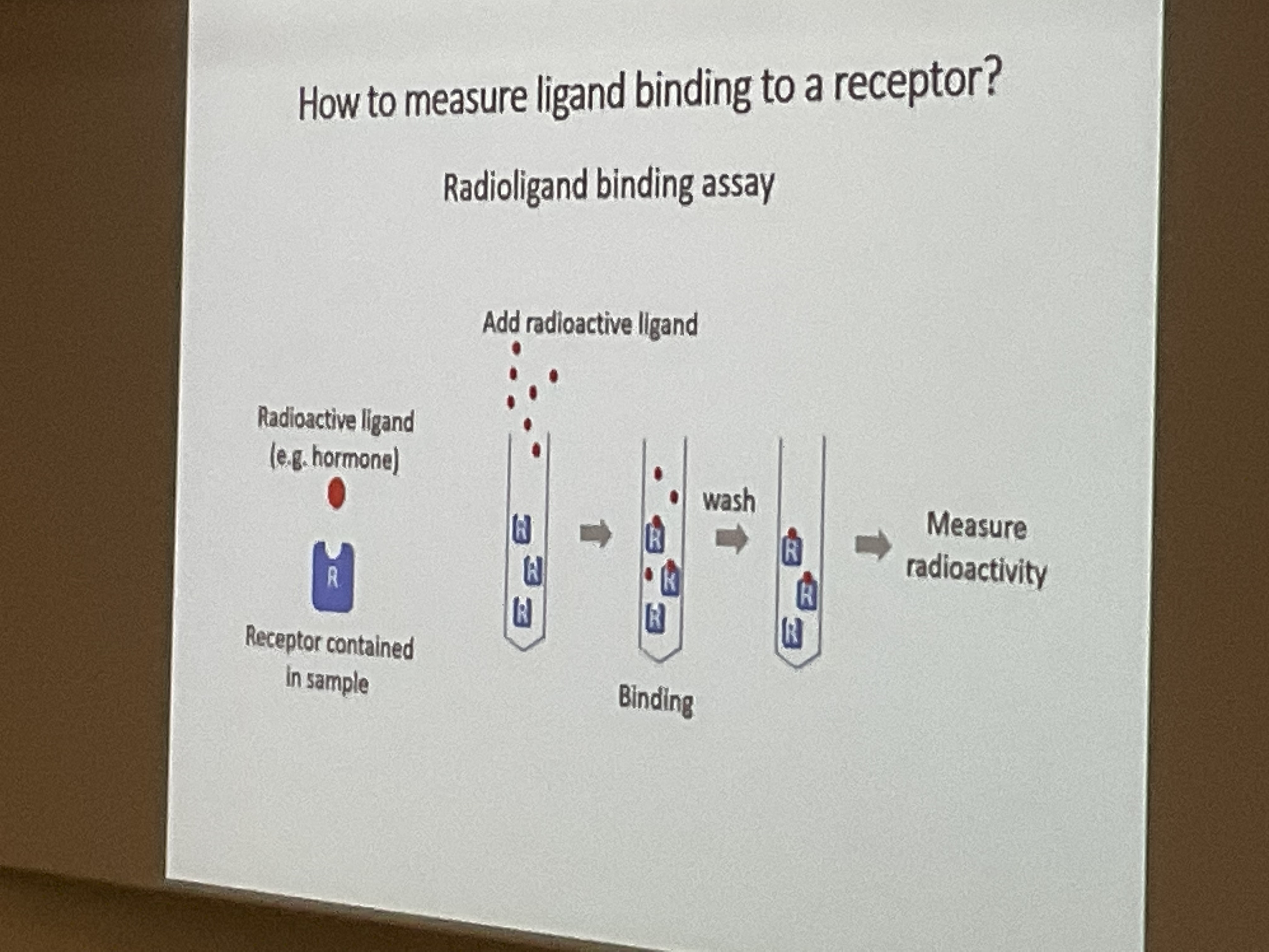 <p>incubate to allow binding</p><p>wash excess ligands</p><p>radioactivity proportional to number of receptors that have ligands bound</p><p>can measure affinity at a concentration of ligand</p>