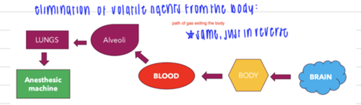 <p>brain → body → blood → alveoli → lungs → anesthetic machine</p>