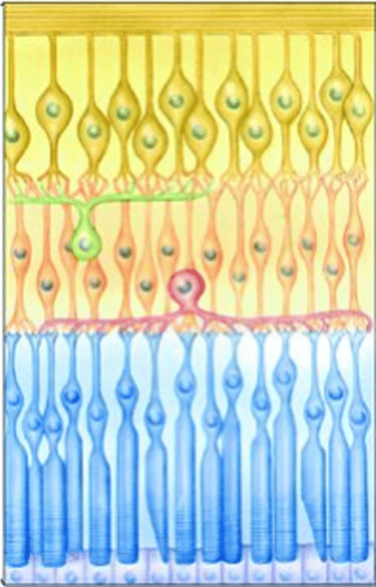<p>Are bipolar cells just relay neurons that pass information straight from photoreceptors to retinal ganglion cells? Explain your reasoning</p>