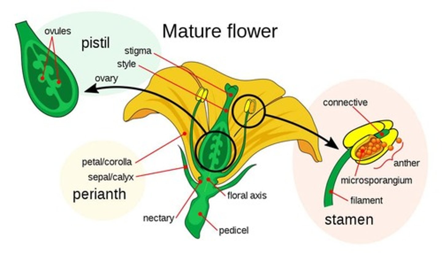 <p>The four main parts are sepals, petals, stamens (male reproductive structures), and carpels (female reproductive structures).</p>
