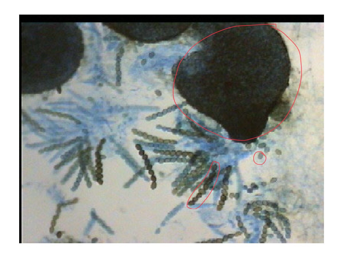 term image