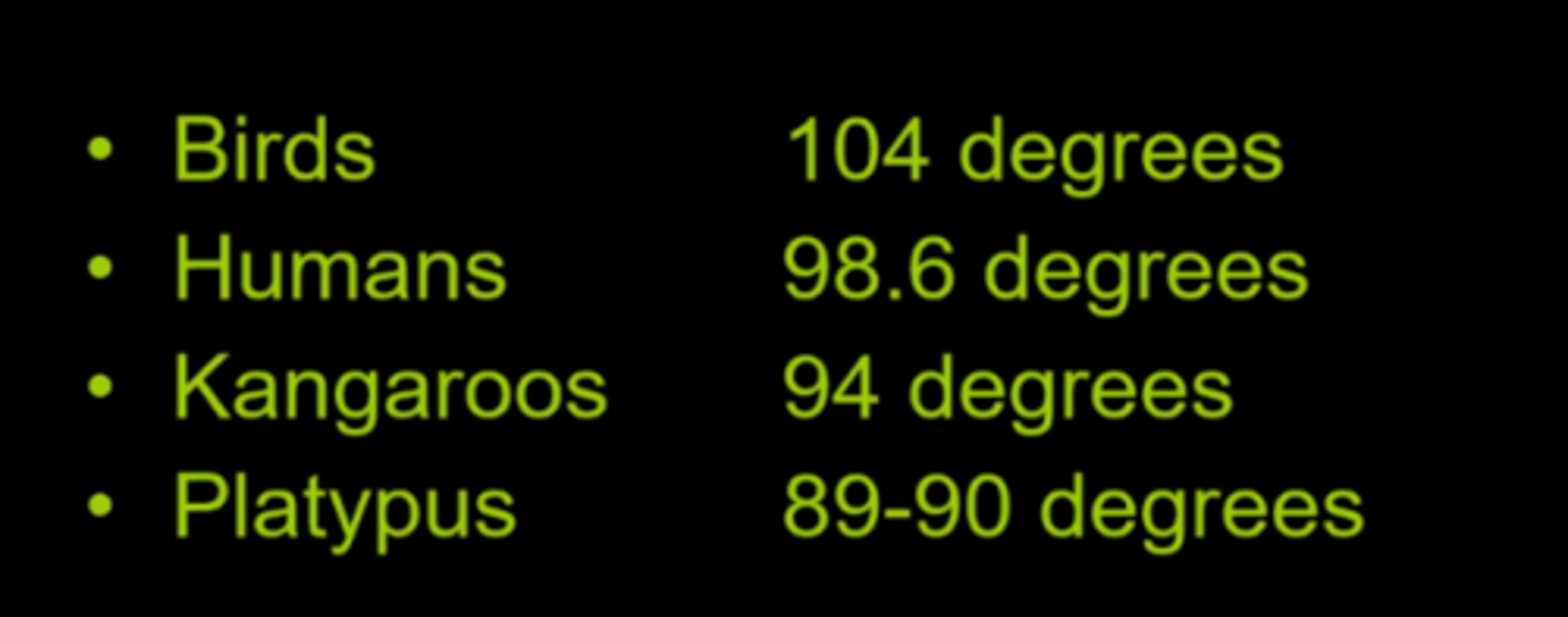 <p>True, for example, birds have a regular temperature of 104</p>