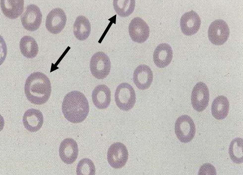 <p>What type of cell? </p>
