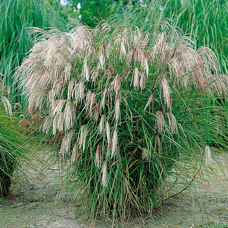 <p>Vilken blomma? </p>