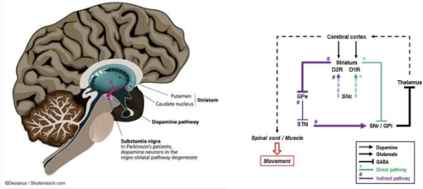 <p>- Nigrostriatal dopamine pathway is part of a complex circuit that controls voluntary movements</p><p>- D1 and D2 type dopamine receptors in striatum work together to control movement </p>