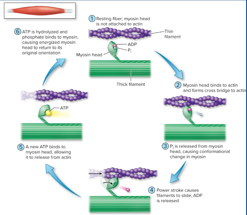 <p>Muscle contraction occurs when the actin and myosin filaments slide over each other. Z disks get closer to each other. (ask if we have ti know about atp binding to myosin head)</p>