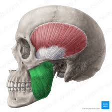 <p>Elevates mandible for chewing </p>