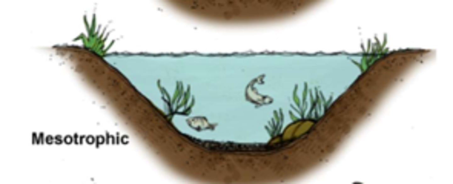 <p>- lakes with a moderate level of productivity</p><p>- most healthiest</p>