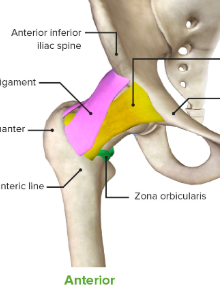 <p>Identify the ligaments of the hip joint </p>