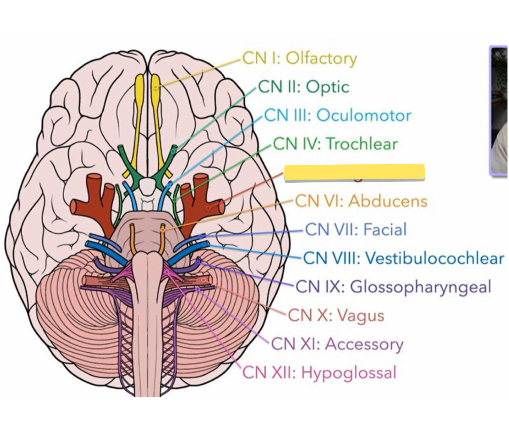 <p>Name this cranial nerve&nbsp;</p>
