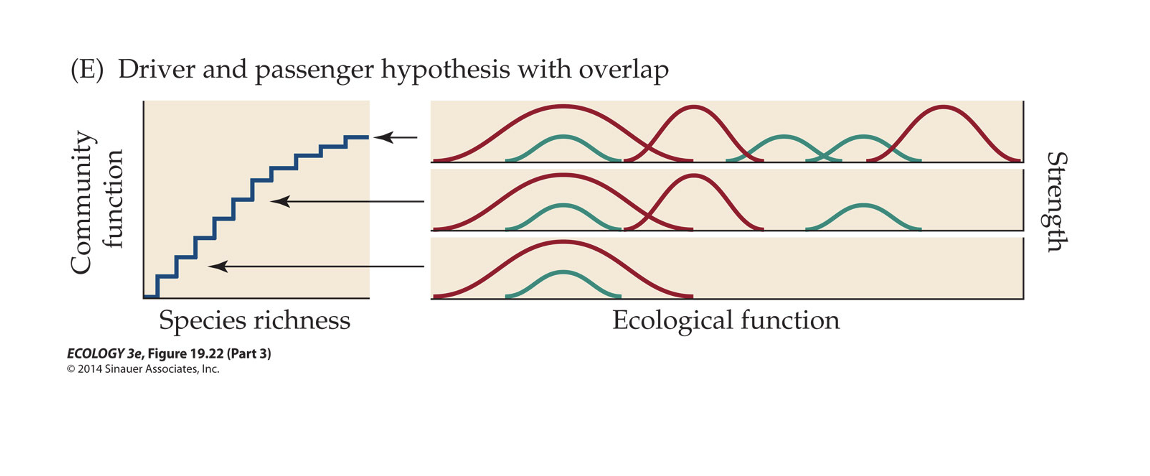 <p><span>A variation on the driver and passenger hypothesis</span></p>