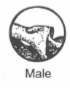 <p>male deer pelvis</p>