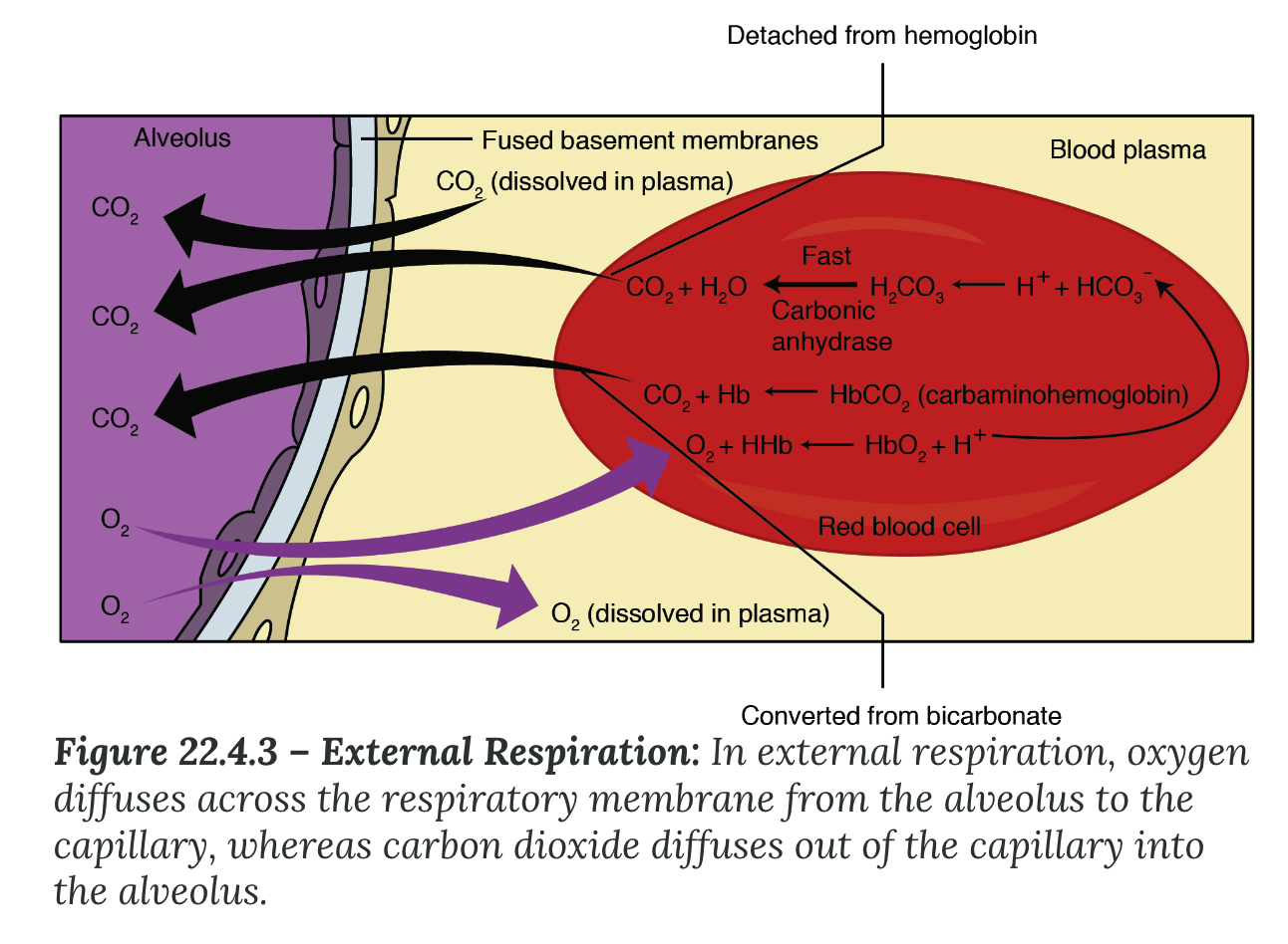 <p><strong>Mechanism of Gas Exchange</strong></p><ul><li><p><strong>External respiration</strong></p><ul><li><p>a function of partial pressure differences in oxygen and carbon dioxide between the alveoli and the blood in the pulmonary _______</p></li><li><p>oxygen diffuses across the respiratory membrane from the alveolus to the capillary, whereas carbon dioxide diffuses out of the capillary into the alveolus</p></li></ul></li></ul>