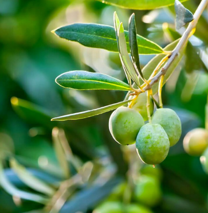 <p>Oleaceae</p>
