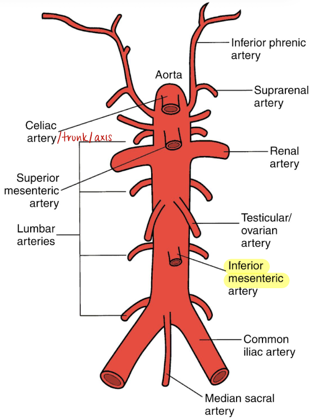 <ul><li><p>courses anteroinferior to AO</p></li><li><p>divides into arteries that feed the <u>transverse colon, descending colon, sigmoid colon, and rectum</u></p></li><li><p>SONO in TRANS: <em>1 o’clock</em> dot on <u>distal AO</u></p></li></ul><p></p>