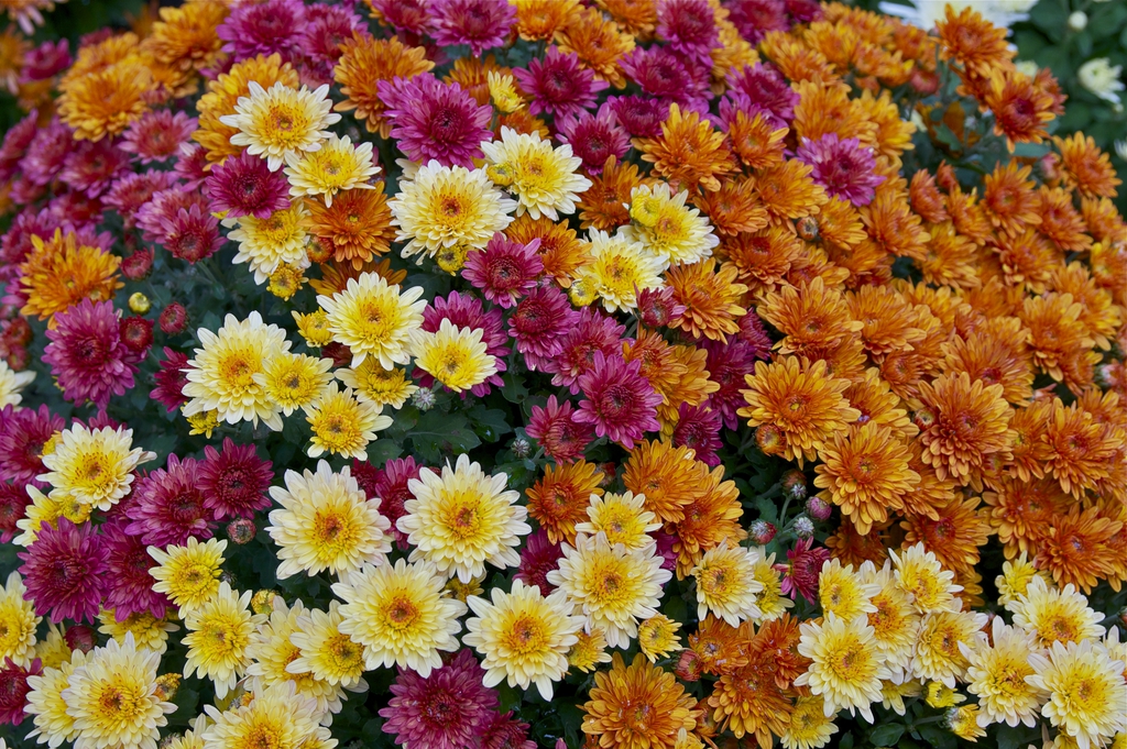 <p>chrysanthemum</p>