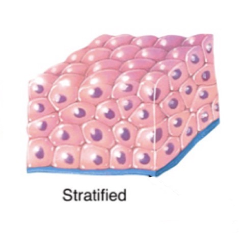 <p>Multiple layers of cells</p>