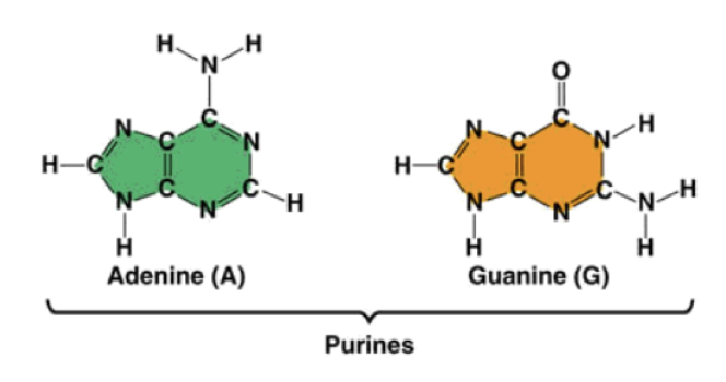 <p>2 ring nitrogen base (adenine and guanine)</p>