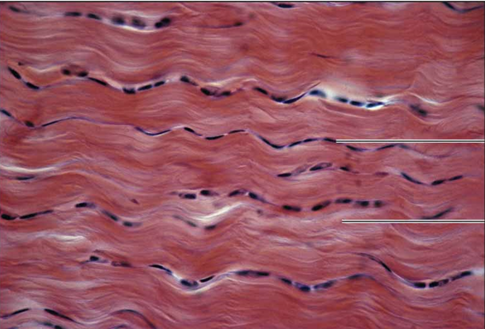 <p>dense regular connective tissue</p>