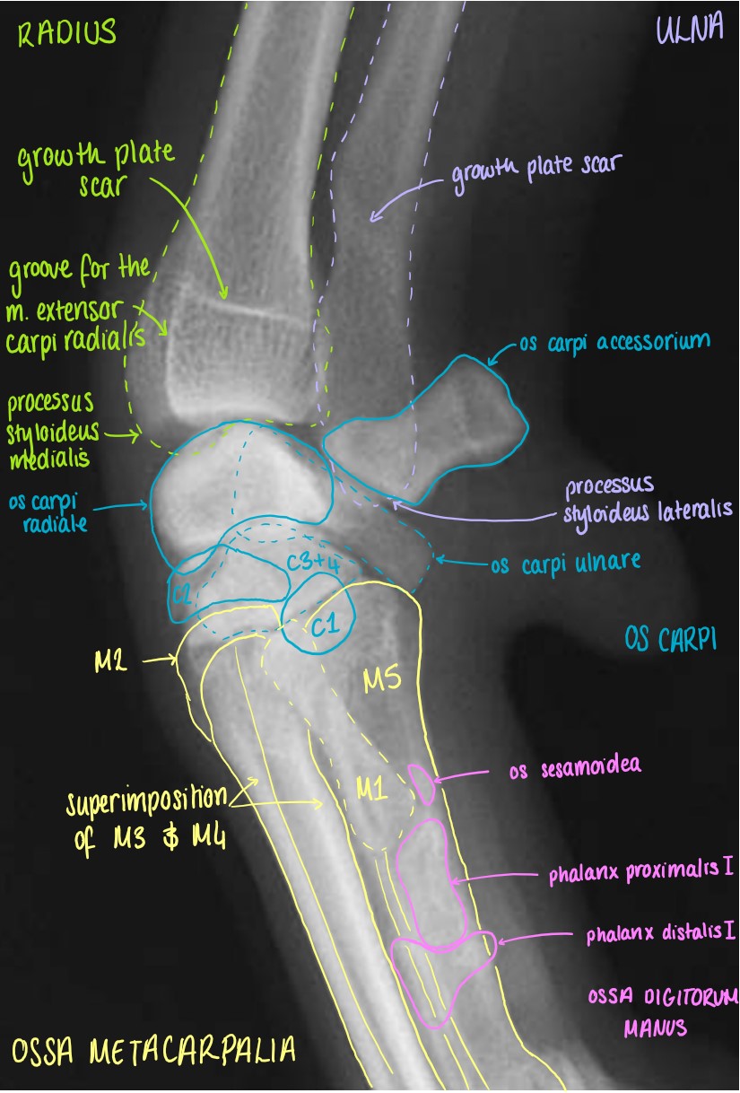 Medio-Lateral Projection of the Articulatio Carpi