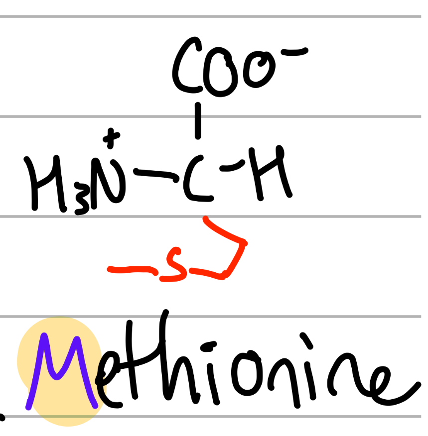 <p>-CH2CH2SCH3;</p><p>M = only M;</p><p>Me = CH3, Thio = S;</p><p>np, Hphobic, aliphatic </p>