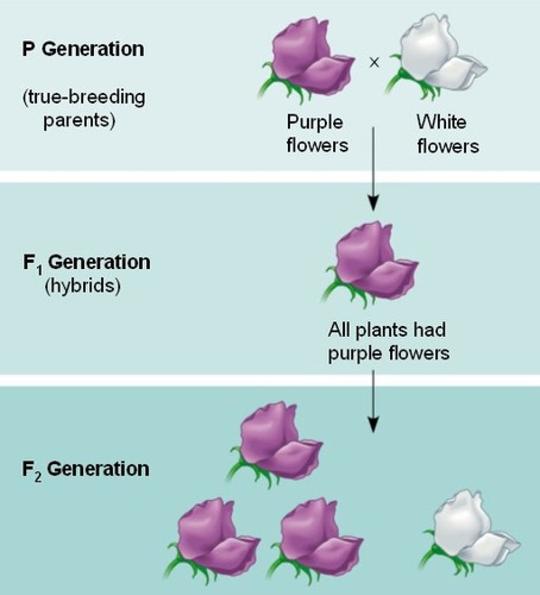 <p>A cross that examines the inheritance of only one specific trait; <br><br>For example, flower color<br>Purple flower color is dominant = R<br>White flower color is recessive = r</p>