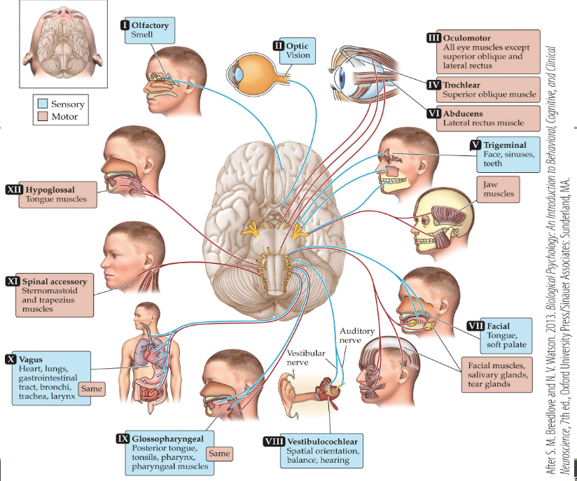 <p>Nerves that connect the brain stem to various organs/muscles</p><p>Some send information to the brain (afferent; sensory) and some send information from the brain (efferent; motor) and some do a bit of both</p>