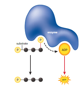 Substrate-level ATP synthesis.