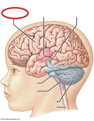 <p>Identify the indicated major region of the brain</p>