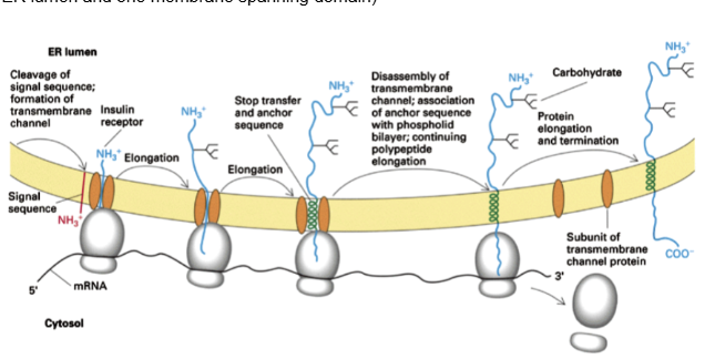<p>(N terminus in ER lumen and one membrane spanning domain)</p>