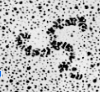<p>Why are clathrins termed triskelia ? </p>