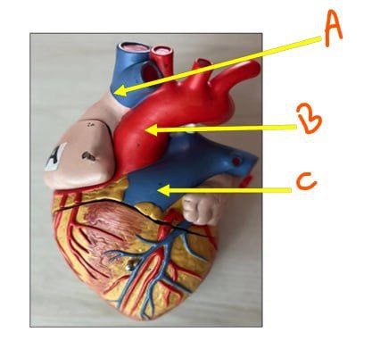 <p>Identify the following</p>